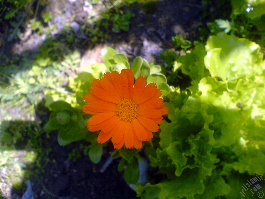 Dark orange color Pot Marigold -Scotch Marigold- flower which is similar to yellow daisy.
